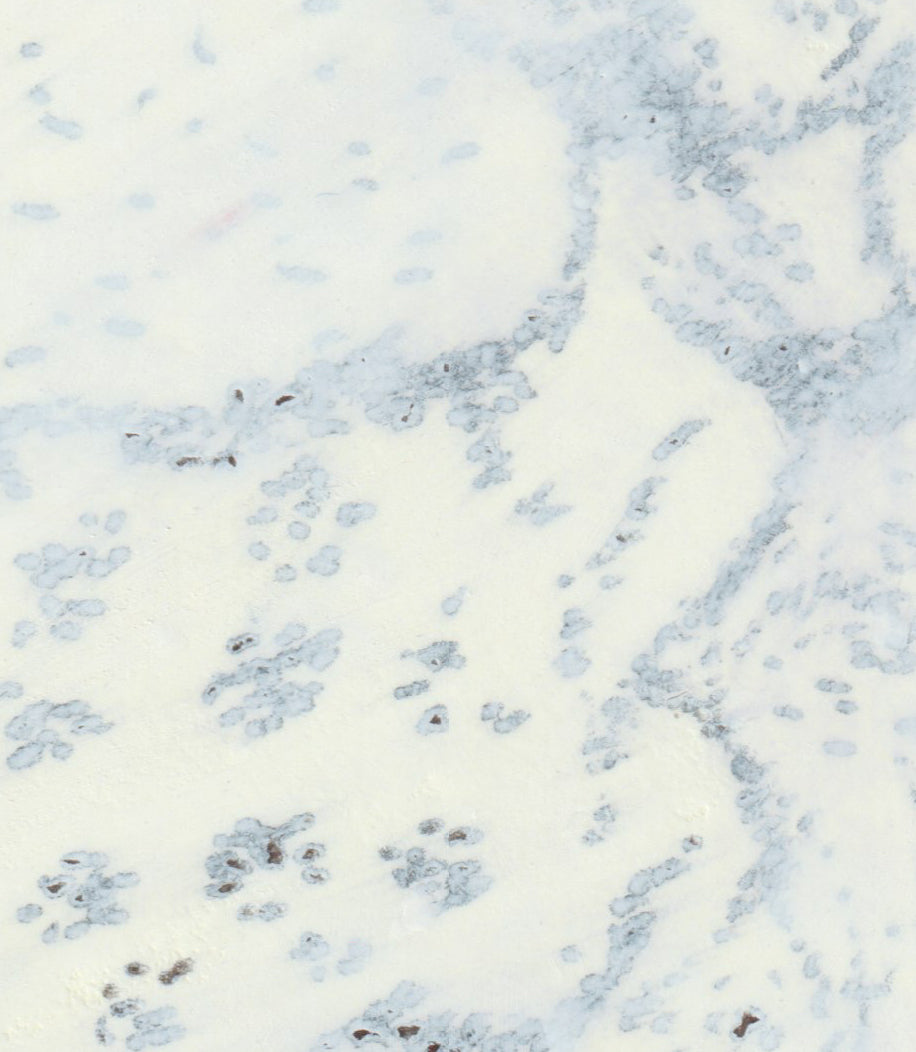 "Deer in the Snow"